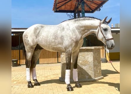 Lusitanos, Semental, 6 años, Tordo rodado