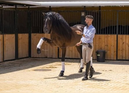 Lusitanos, Semental, 7 años, 163 cm, Castaño oscuro