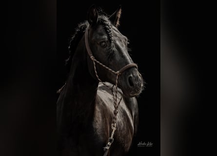 Lusitanos, Semental, 7 años, 163 cm, Negro