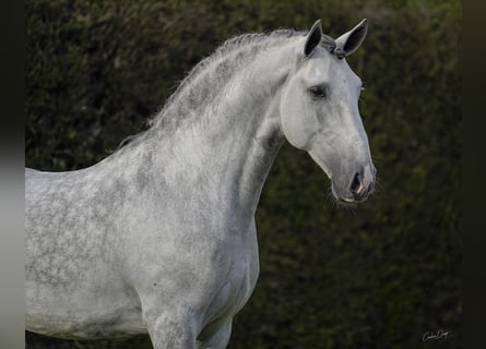 Lusitanos, Semental, 7 años, 163 cm, Tordo rodado