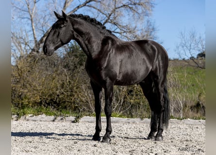 Lusitanos, Semental, 7 años, 169 cm, Negro