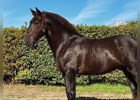 Lusitanos, Semental, 7 años, 170 cm, Alazán-tostado Lusitanos, Semental, 7 años, 170 cm, Alazán-tostado