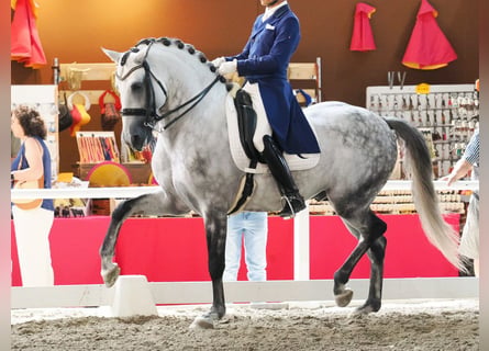 Lusitanos, Semental, 8 años, 160 cm, Tordo