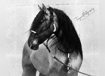 Lusitanos Mestizo, Semental, 8 años, 166 cm, Grullo