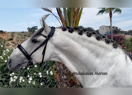 Lusitanos, Semental, 9 años, 161 cm, White/Blanco