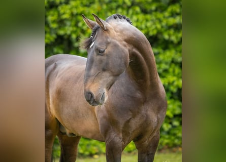 Lusitanos, Semental, 9 años, 163 cm, Morcillo Lusitanos, Semental, 9 años, 163 cm, Morcillo