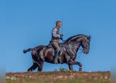 Lusitanos, Semental, 9 años, 168 cm, Negro