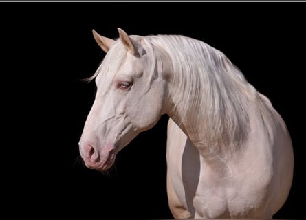 Lusitanos, Semental, 14 años, 165 cm, Palomino