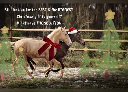 Lusitanos, Semental, Potro (03/2025), 164 cm, Palomino