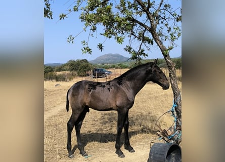 Lusitanos, Semental, Potro (07/2026), 170 cm, Tordo