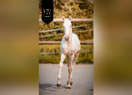 Lusitanos, Semental, Potro (05/2025), Cremello