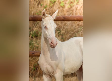 Lusitanos, Semental, Potro (04/2026), Perlino