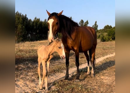 Lusitanos, Stute, 10 Jahre, 153 cm, Brauner