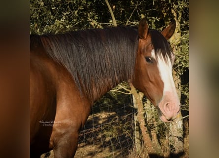 Lusitanos, Stute, 11 Jahre, 159 cm, Brauner