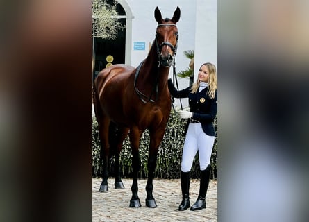 Lusitanos, Stute, 12 Jahre, 165 cm, Brauner