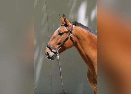 Lusitanos, Stute, 14 Jahre, 160 cm, Brauner