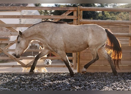 Lusitanos, Stute, 15 Jahre, 155 cm, Buckskin