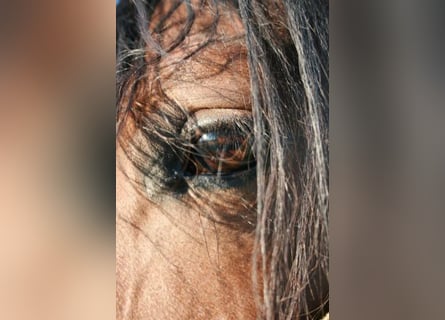 Lusitanos, Stute, 15 Jahre, 165 cm, Brauner