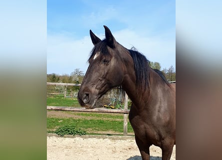 Lusitanos, Stute, 17 Jahre, 158 cm, Rappe