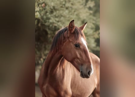 Lusitanos, Stute, 1 Jahr, 158 cm, Brauner