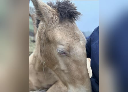 Lusitanos Mix, Stute, 1 Jahr, 162 cm, Pearl