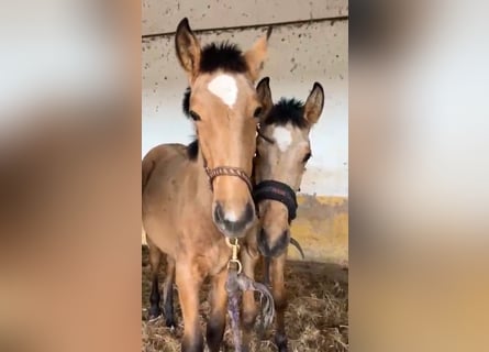 Lusitanos, Stute, 1 Jahr, 163 cm, Buckskin