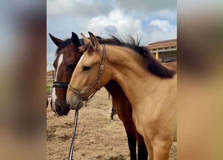 Lusitanos, Stute, 1 Jahr, 163 cm, Buckskin