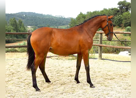 Lusitanos, Stute, 1 Jahr, 165 cm, Brauner