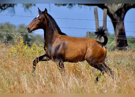 Lusitanos, Stute, 1 Jahr, Brauner