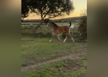 Lusitanos Mix, Stute, 1 Jahr, Schimmel