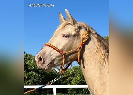 Lusitanos, Stute, 2 Jahre, 150 cm, Cremello