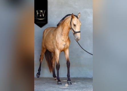 Lusitanos, Stute, 2 Jahre, Buckskin