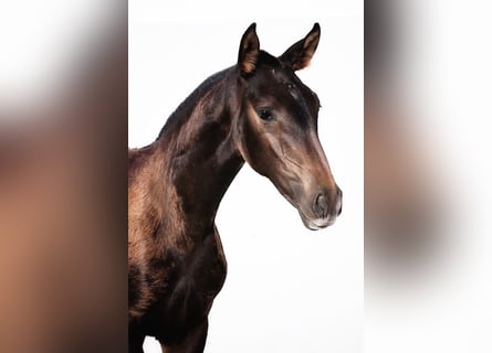 Lusitanos, Stute, 2 Jahre, Dunkelbrauner