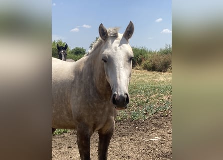Lusitanos, Stute, 2 Jahre, Palomino