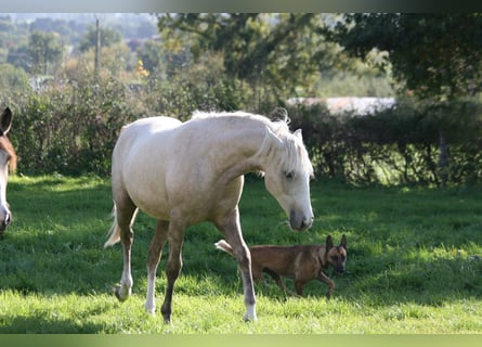 Lusitanos, Stute, 2 Jahre, Palomino