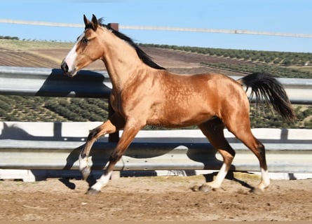 Lusitanos, Stute, 3 Jahre, 150 cm, Falbe