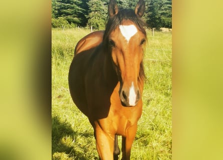 Lusitanos, Stute, 3 Jahre, 156 cm, Brauner