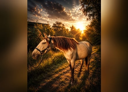 Lusitanos, Stute, 3 Jahre, 157 cm, Buckskin
