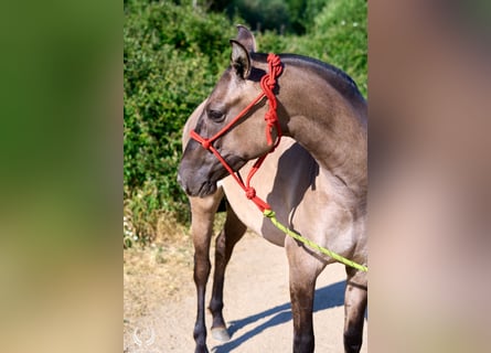 Lusitanos Mix, Stute, 3 Jahre, 158 cm, Grullo