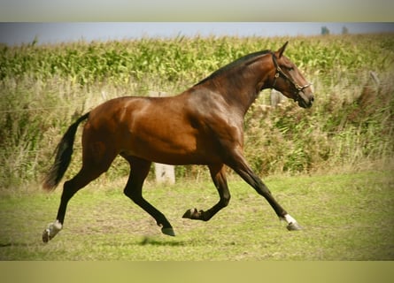 Lusitanos, Stute, 3 Jahre, 160 cm, Brauner