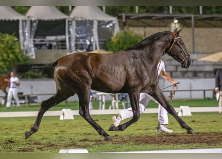 Lusitanos, Stute, 3 Jahre, 161 cm, Rappe