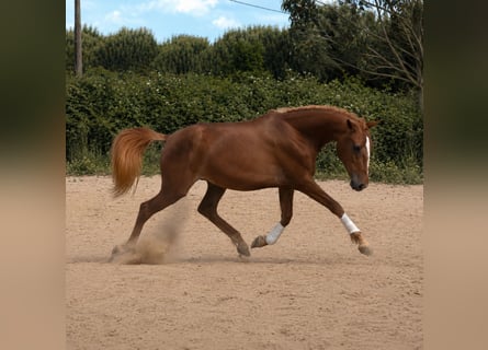 Lusitanos, Stute, 3 Jahre, 164 cm, Fuchs