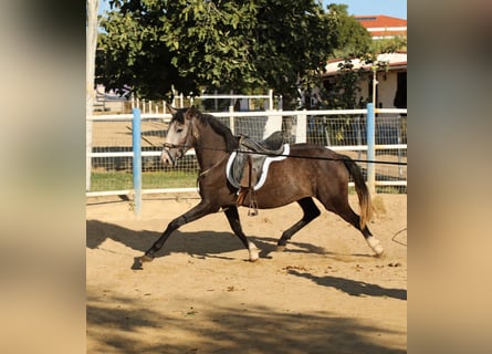 Lusitanos, Stute, 3 Jahre, Schimmel