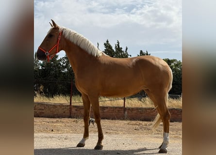 Lusitanos, Stute, 4 Jahre, 155 cm