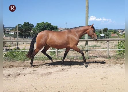 Lusitanos, Stute, 4 Jahre, 156 cm, Rotbrauner