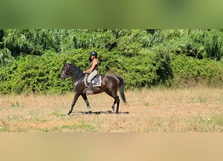Lusitanos, Stute, 4 Jahre, 158 cm, Dunkelbrauner
