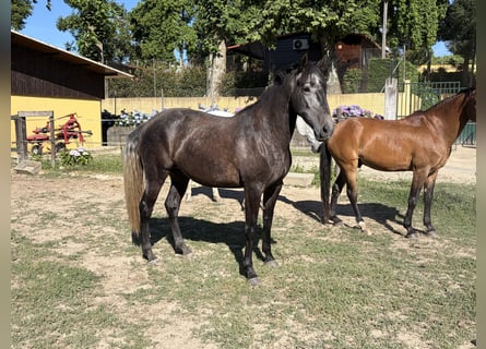 Lusitanos, Stute, 4 Jahre, 160 cm, Rappschimmel