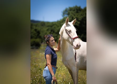 Lusitanos Mix, Stute, 4 Jahre, 161 cm, Cremello