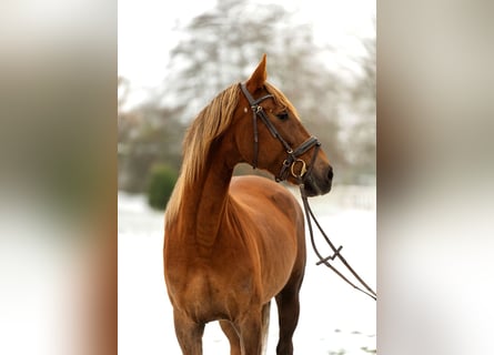 Lusitanos Mix, Stute, 4 Jahre, 162 cm, Fuchs