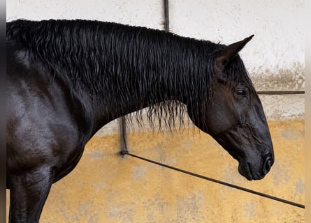 Lusitanos, Stute, 4 Jahre, 162 cm, Rappe